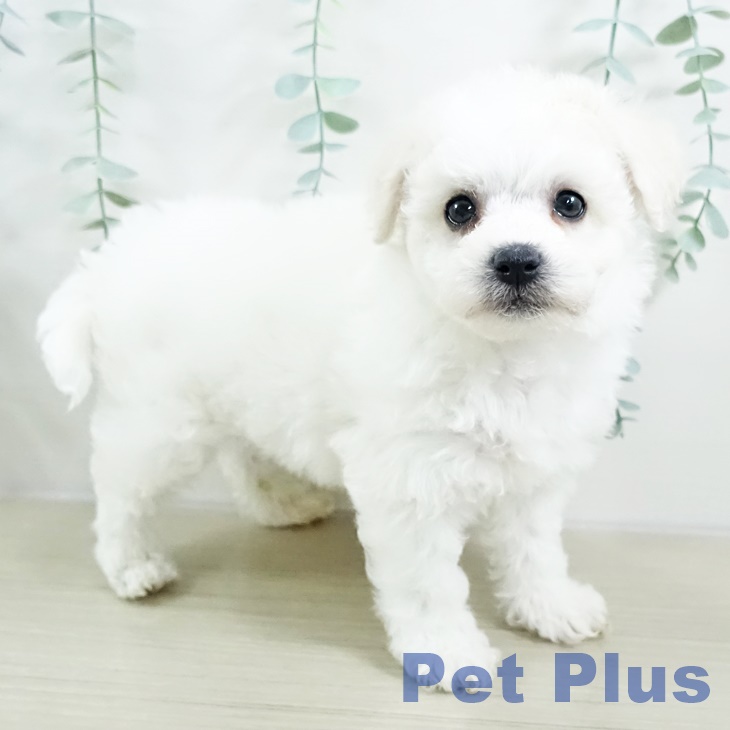 神奈川県のビションフリーゼ (ペットプラス 新百合丘店/2025年9月13日生まれ/男の子/ホワイト)の子犬