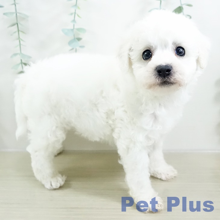 埼玉県のビションフリーゼ (ペットプラス イオンモール春日部店/2025年9月13日生まれ/男の子/ホワイト)の子犬