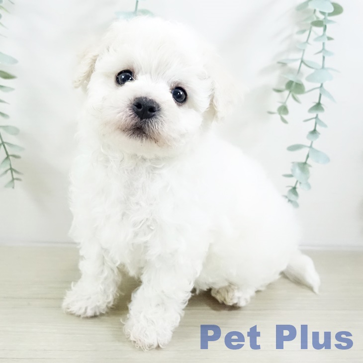 ビション・フリーゼ