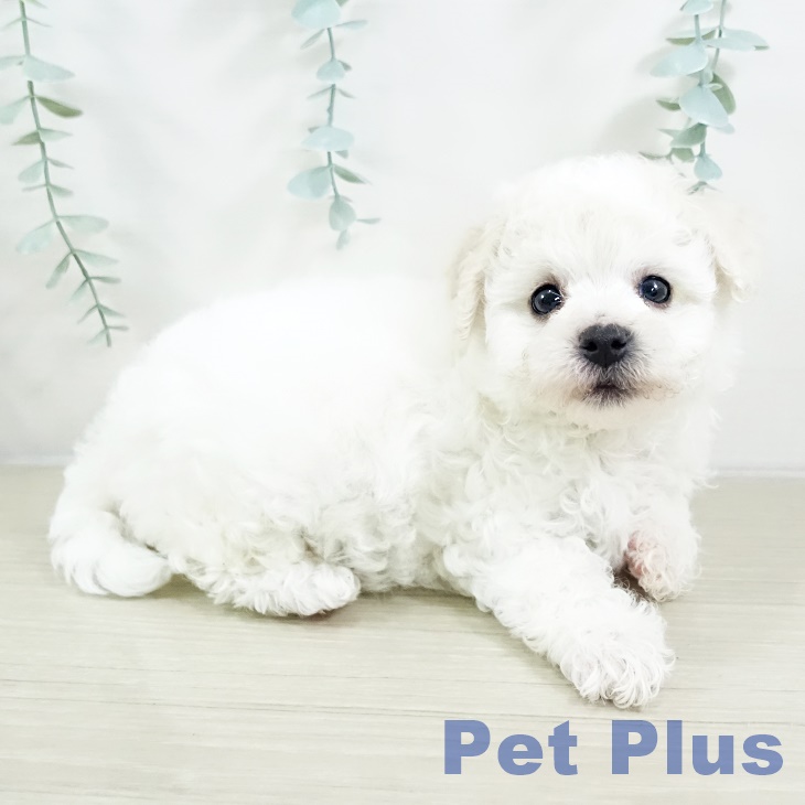 ビション・フリーゼの写真2