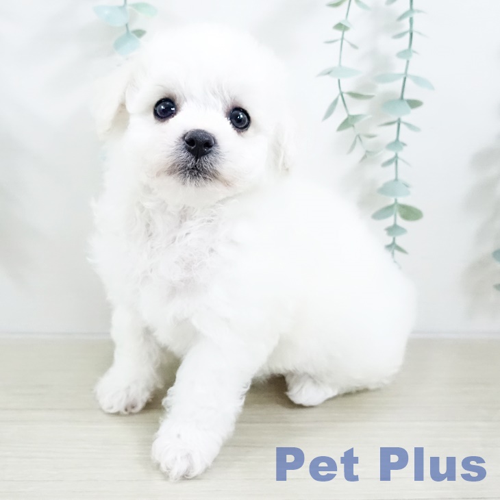 ビション・フリーゼ