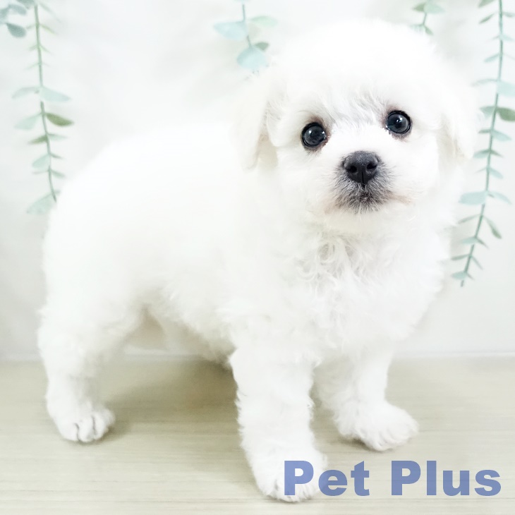 ビション・フリーゼ