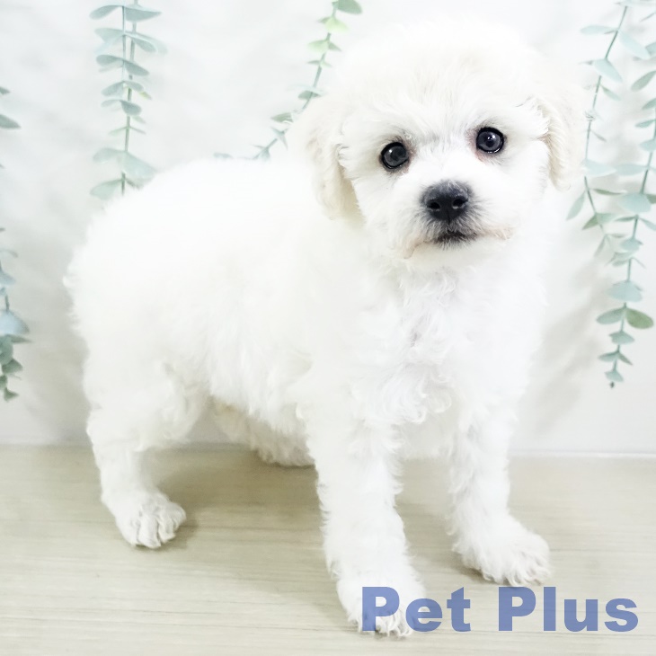 埼玉県のビションフリーゼ (ペットプラス 川口店/2025年9月13日生まれ/女の子/ホワイト)の子犬の1枚目の画像