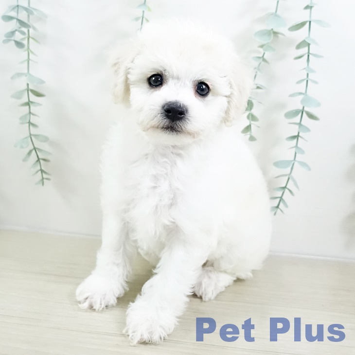 埼玉県のビションフリーゼ (ペットプラス 川口店/2025年9月13日生まれ/女の子/ホワイト)の子犬の2枚目の画像