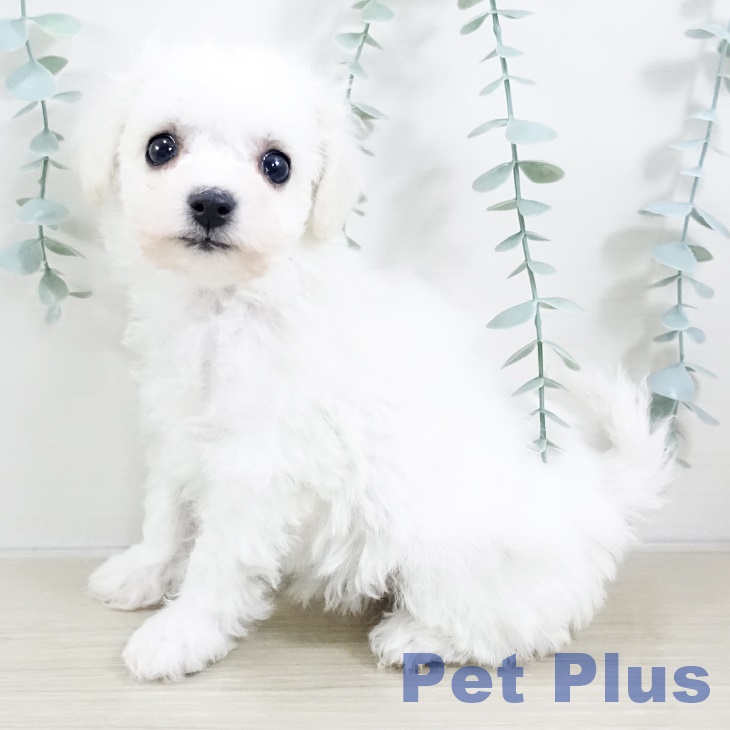 ビション・フリーゼ