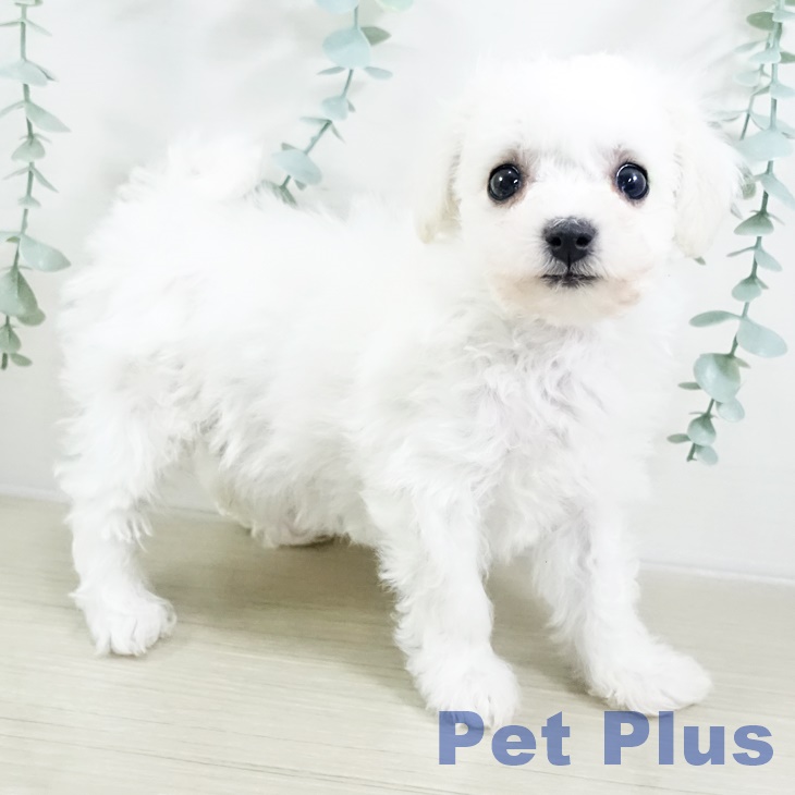 ビション・フリーゼの写真2