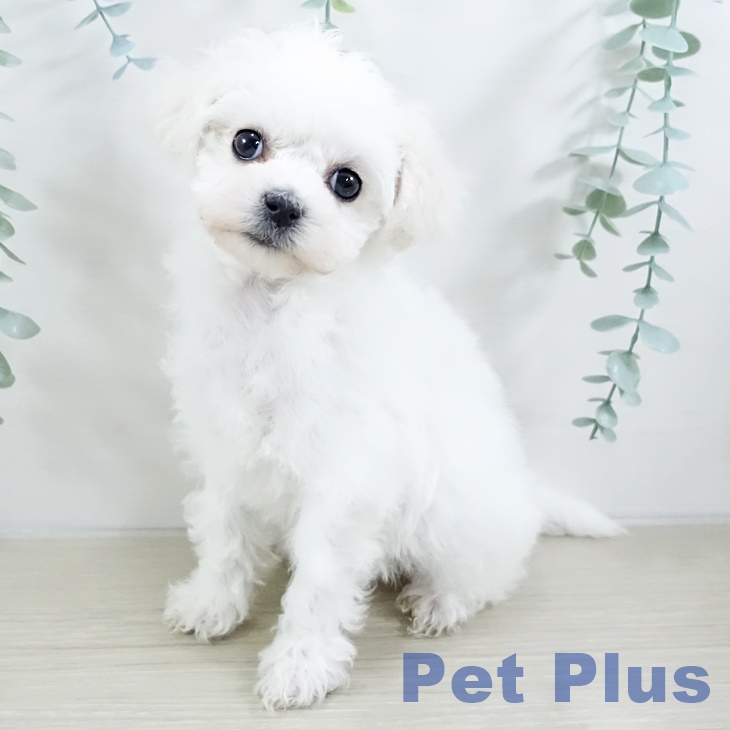 ビション・フリーゼ