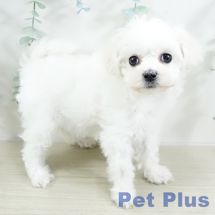 ビション・フリーゼ