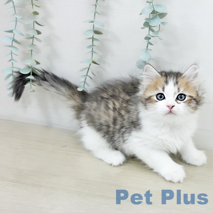 サイベリアンの写真2