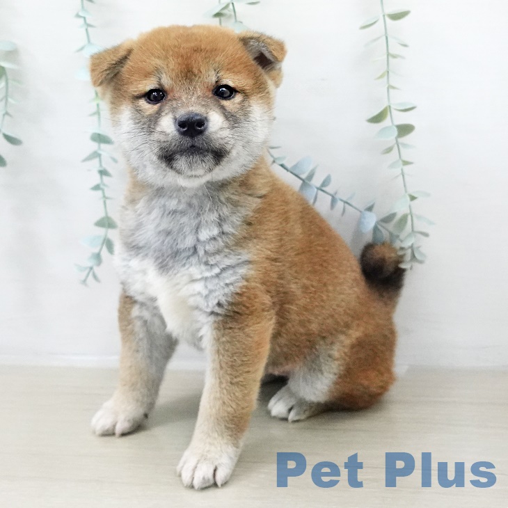 山梨県の柴犬(標準サイズ) (ペットプラス 甲府国母店/2025年9月14日生まれ/男の子/赤)の子犬の1枚目の画像