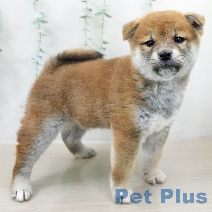 山梨県の柴犬(標準サイズ) (ペットプラス 甲府国母店/2025年9月14日生まれ/男の子/赤)の子犬の2枚目の画像