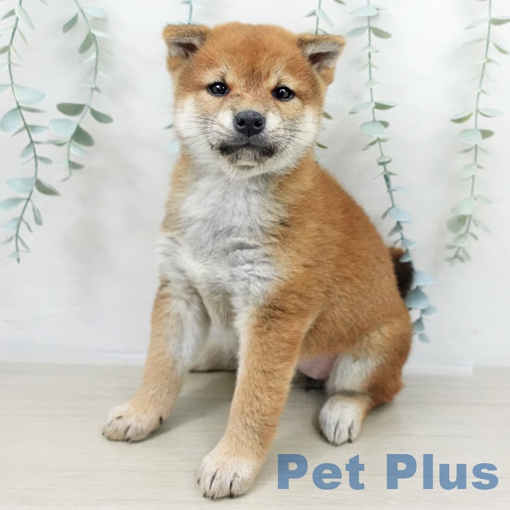 千葉県の柴犬(標準サイズ) (ペットプラス 八千代緑が丘店/2025年9月14日生まれ/女の子/赤)の子犬