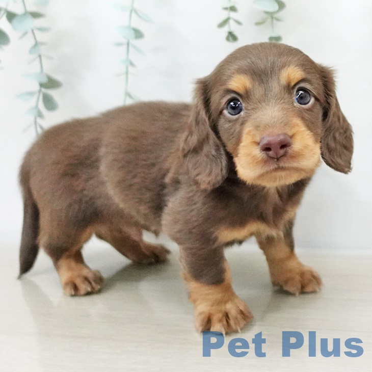 福島県のミニチュアダックスフンド(ロング) (ペットプラス 福島店/2025年9月14日生まれ/男の子/チョコレートタン)の子犬の1枚目の画像