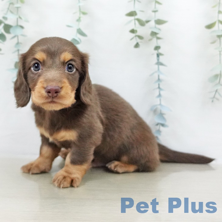 福島県のミニチュアダックスフンド(ロング) (ペットプラス 福島店/2025年9月14日生まれ/男の子/チョコレートタン)の子犬の2枚目の画像