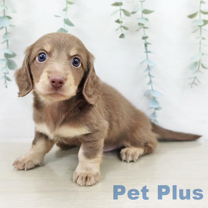 千葉県のミニチュアダックスフンド(ロング) (ペットプラス 幕張新都心店/2025年9月14日生まれ/男の子/チョコレートイエロー)の子犬の1枚目の画像