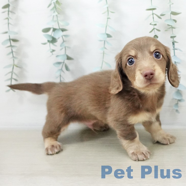 千葉県のミニチュアダックスフンド(ロング) (ペットプラス 幕張新都心店/2025年9月14日生まれ/男の子/チョコレートイエロー)の子犬の2枚目の画像