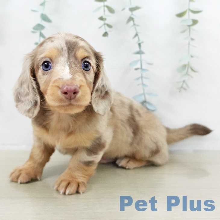 埼玉県のミニチュアダックスフンド(ロング) (ペットプラス 羽生店/2025年9月14日生まれ/男の子/チョコレートダップル)の子犬の1枚目の画像