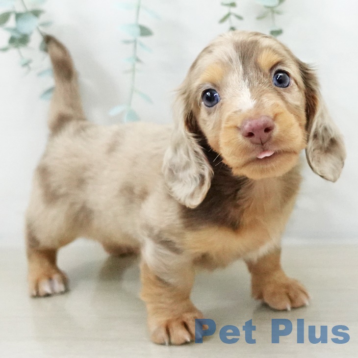 埼玉県のミニチュアダックスフンド(ロング) (ペットプラス 羽生店/2025年9月14日生まれ/男の子/チョコレートダップル)の子犬の2枚目の画像