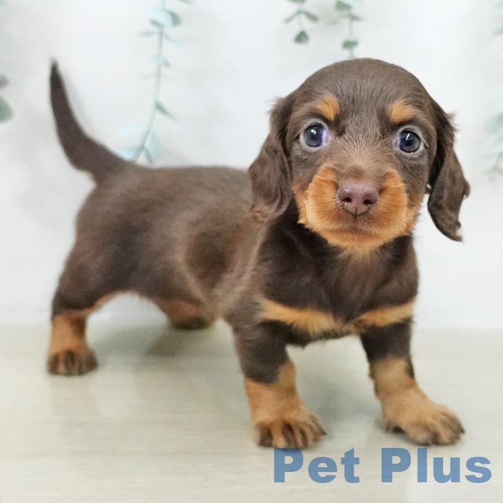 東京都のミニチュアダックスフンド(ロング) (ペットプラス アクアシティお台場店/2025年9月14日生まれ/女の子/チョコレートタン)の子犬の1枚目の画像