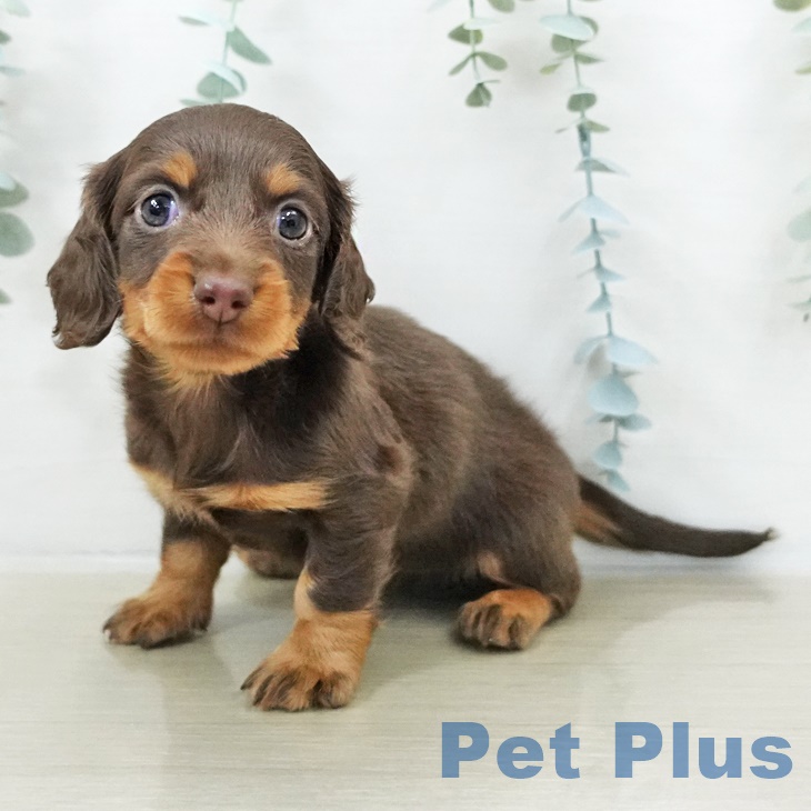 東京都のミニチュアダックスフンド(ロング) (ペットプラス アクアシティお台場店/2025年9月14日生まれ/女の子/チョコレートタン)の子犬の2枚目の画像