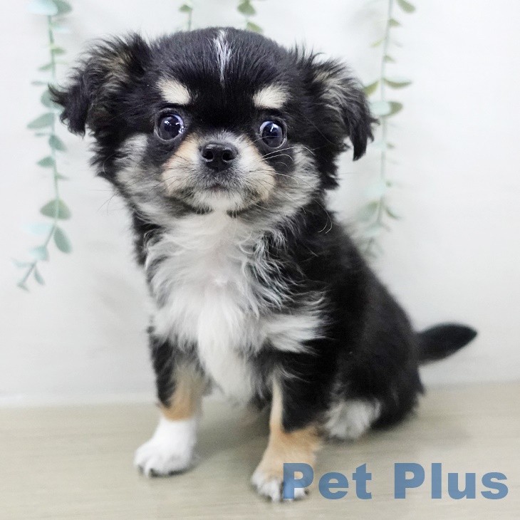 神奈川県のチワワ(ロング) (ペットプラス 座間店/2025年9月6日生まれ/男の子/ブラックタン)の子犬