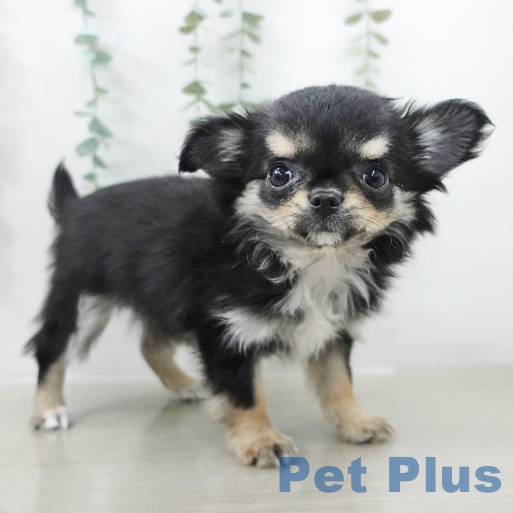 東京都のチワワ(ロング) (ペットプラス 東久留米店/2025年9月6日生まれ/女の子/ブラックタン)の子犬の1枚目の画像