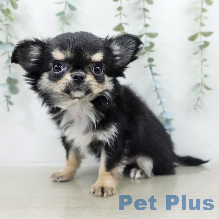 東京都のチワワ(ロング) (ペットプラス 東久留米店/2025年9月6日生まれ/女の子/ブラックタン)の子犬の2枚目の画像