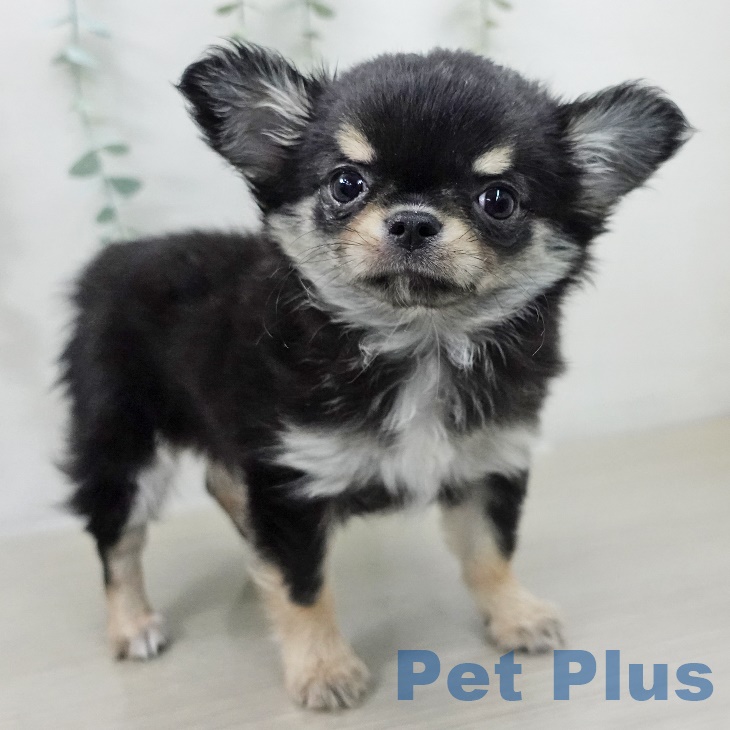 神奈川県のチワワ(ロング) (ペットプラス テラスモール湘南店/2025年9月6日生まれ/女の子/ブラックタン)の子犬の2枚目の画像