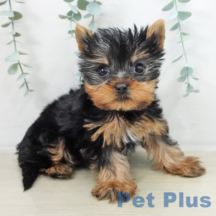 ヨークシャー・テリア