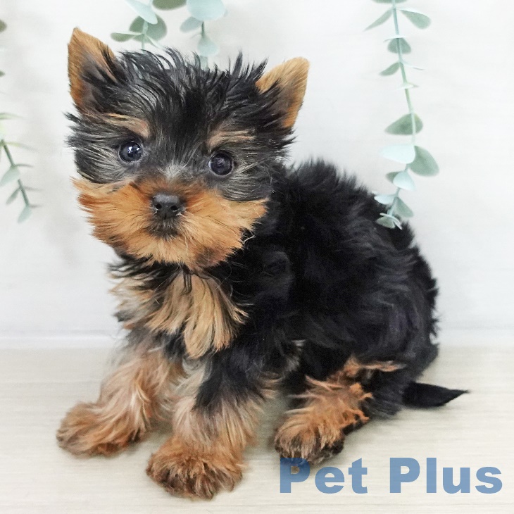 ヨークシャー・テリア