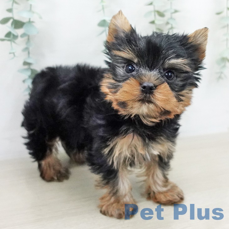 千葉県のヨークシャーテリア (ペットプラス 幕張新都心店/2025年9月12日生まれ/男の子/スチールブルータン)の子犬