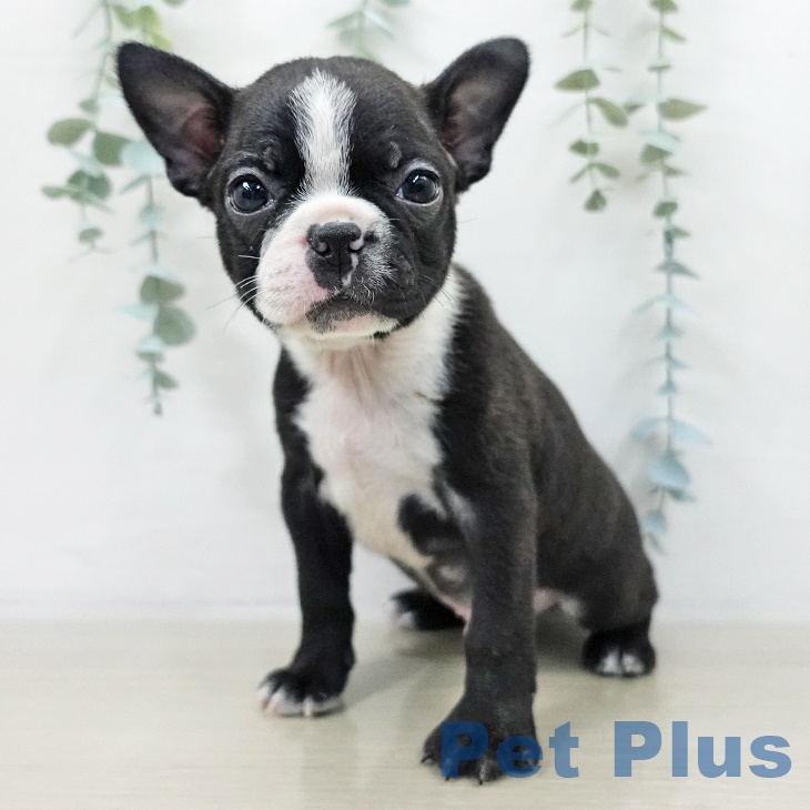 埼玉県のボストンテリア (ペットプラス コクーンシティ店/2025年9月15日生まれ/男の子/ボストンカラー)の子犬の1枚目の画像