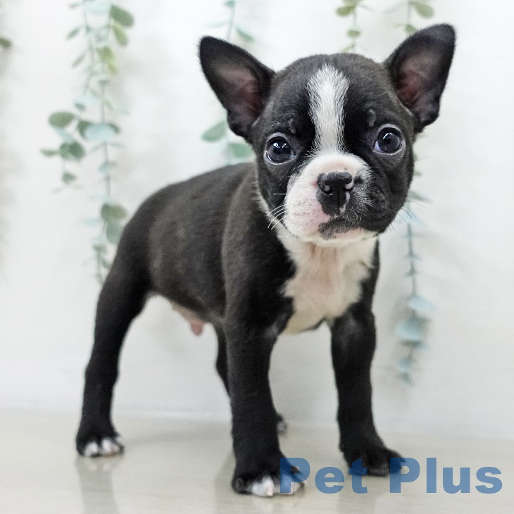埼玉県のボストンテリア (ペットプラス コクーンシティ店/2025年9月15日生まれ/男の子/ボストンカラー)の子犬の2枚目の画像