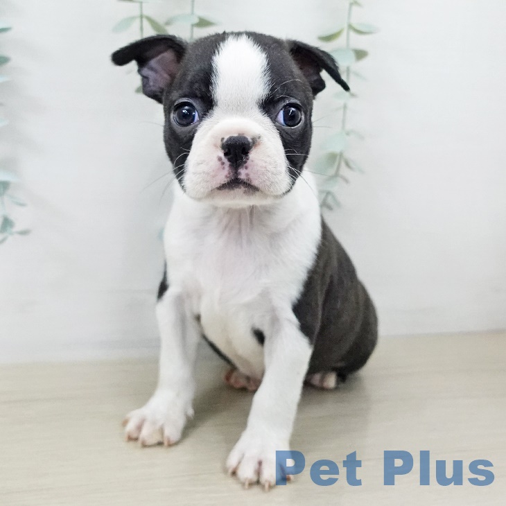 埼玉県のボストンテリア (ペットプラス 浦和美園店/2025年9月15日生まれ/女の子/ボストンカラー)の子犬の1枚目の画像