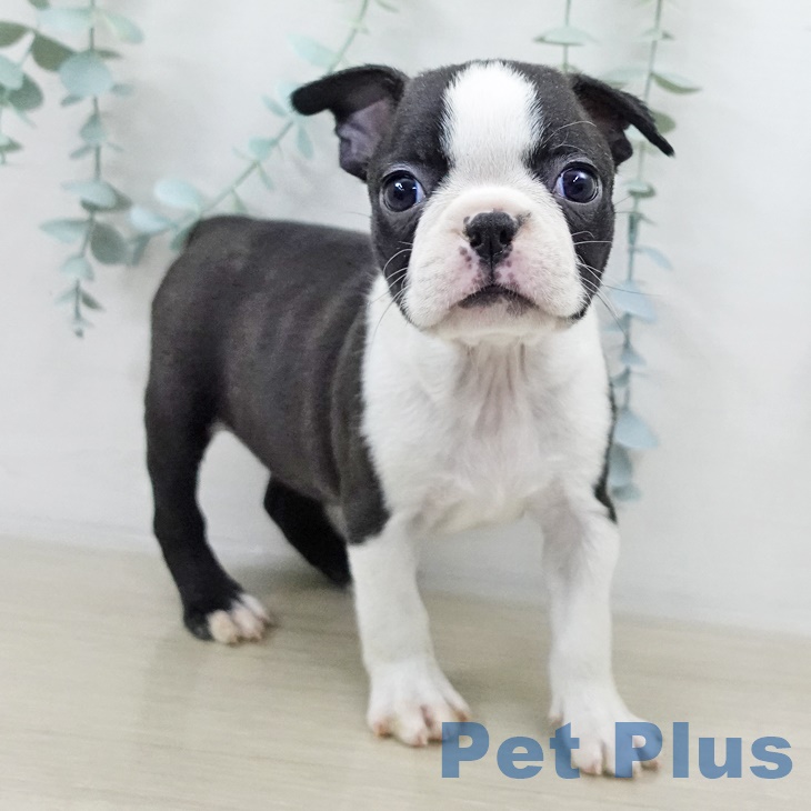 埼玉県のボストンテリア (ペットプラス 浦和美園店/2025年9月15日生まれ/女の子/ボストンカラー)の子犬の2枚目の画像