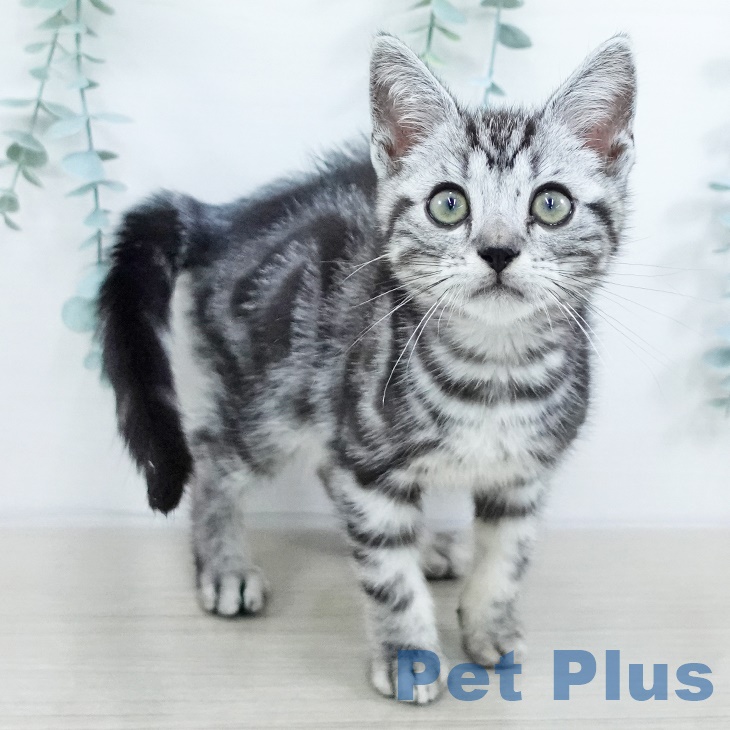 長野県のアメリカンショートヘアー (ペットプラス 上田店/2025年8月17日生まれ/男の子/シルバータビー)の子猫の1枚目の画像