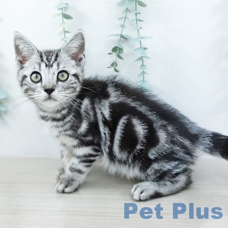 長野県のアメリカンショートヘアー (ペットプラス 上田店/2025年8月17日生まれ/男の子/シルバータビー)の子猫の2枚目の画像