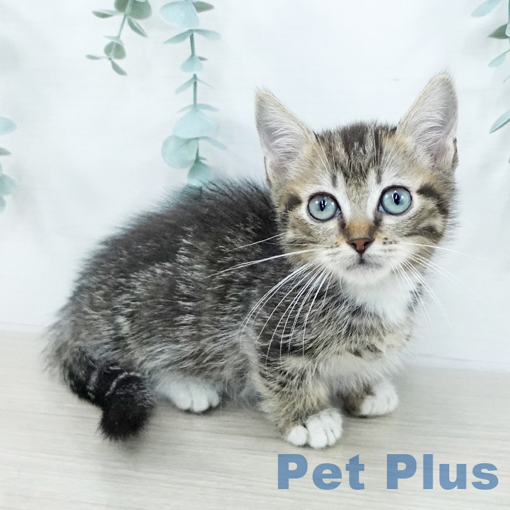 神奈川県のマンチカン (ペットプラス 新百合丘店/2025年8月28日生まれ/男の子/ブラウンタビーホワイト)の子猫の1枚目の画像