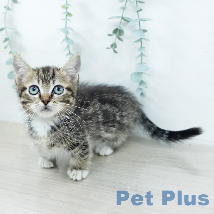 神奈川県のマンチカン (ペットプラス 新百合丘店/2025年8月28日生まれ/男の子/ブラウンタビーホワイト)の子猫の2枚目の画像