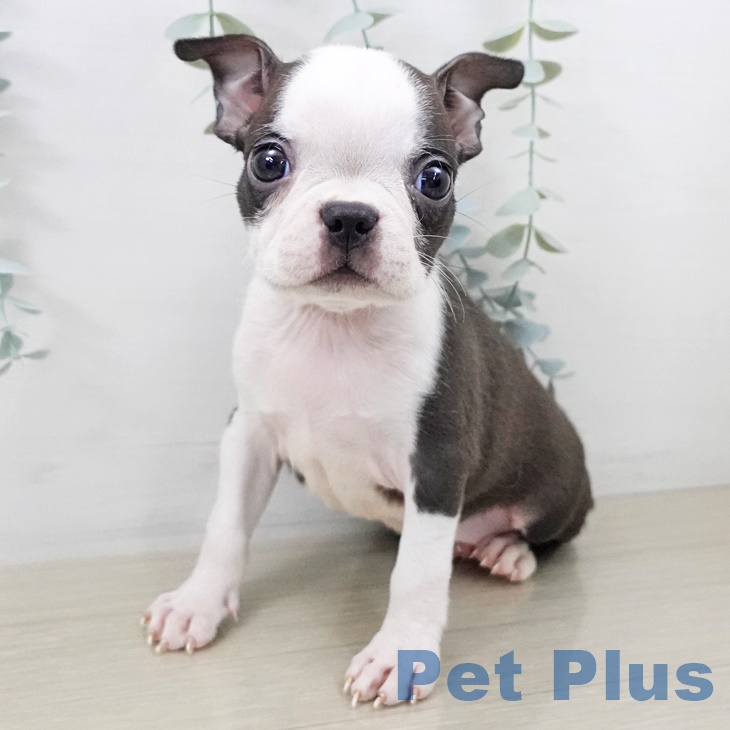 ボストン・テリア