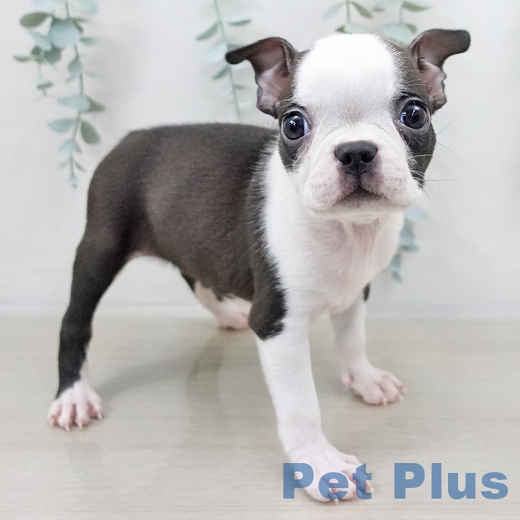 ボストン・テリア