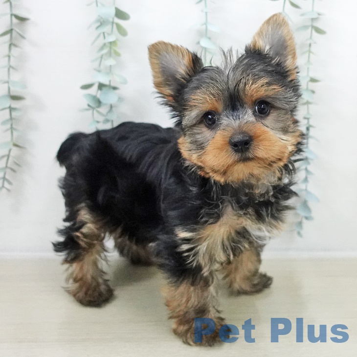 千葉県のヨークシャーテリア (ペットプラス 八千代緑が丘店/2025年9月13日生まれ/女の子/スチールブルータン)の子犬の1枚目の画像
