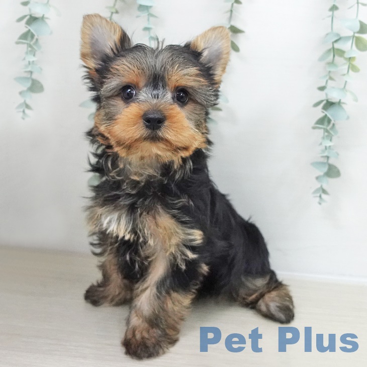 千葉県のヨークシャーテリア (ペットプラス 八千代緑が丘店/2025年9月13日生まれ/女の子/スチールブルータン)の子犬の2枚目の画像
