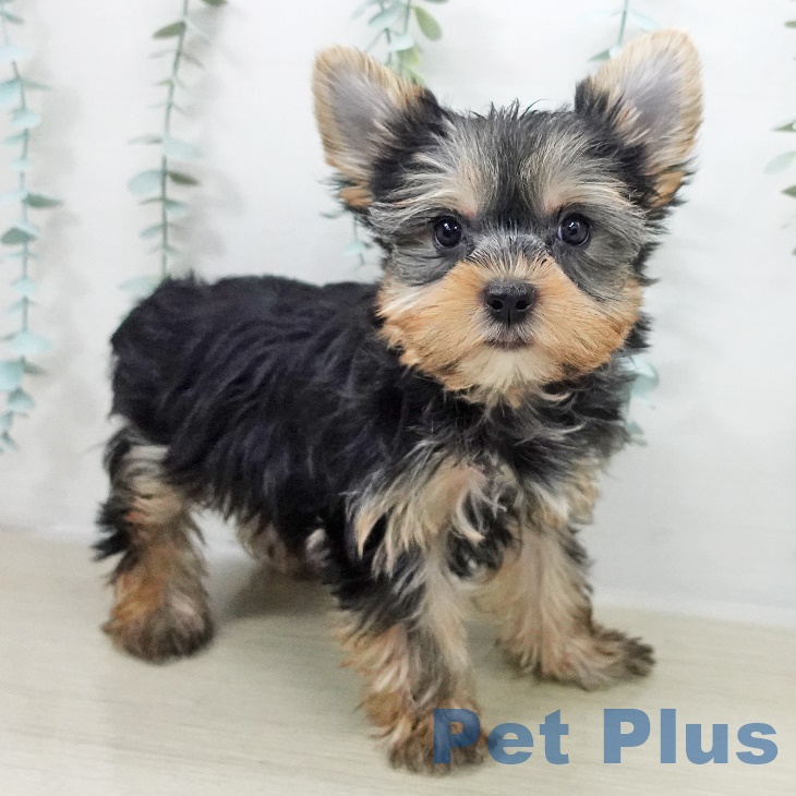 神奈川県のヨークシャーテリア (ペットプラス 武蔵小杉店/2025年9月13日生まれ/女の子/スチールブルータン)の子犬の1枚目の画像