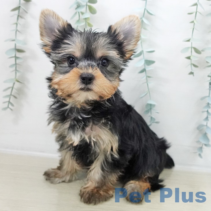 神奈川県のヨークシャーテリア (ペットプラス 武蔵小杉店/2025年9月13日生まれ/女の子/スチールブルータン)の子犬の2枚目の画像