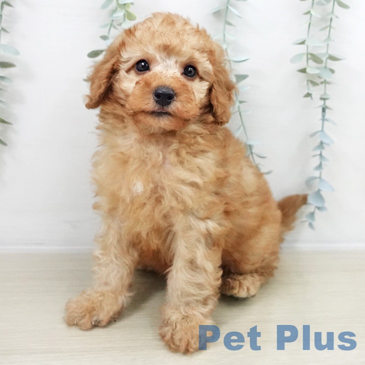 千葉県のトイプードル(トイ) (ペットプラス 海浜幕張店/2025年9月14日生まれ/男の子/レッド)の子犬の1枚目の画像