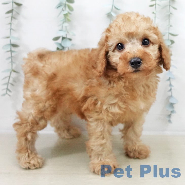 千葉県のトイプードル(トイ) (ペットプラス 海浜幕張店/2025年9月14日生まれ/男の子/レッド)の子犬の2枚目の画像