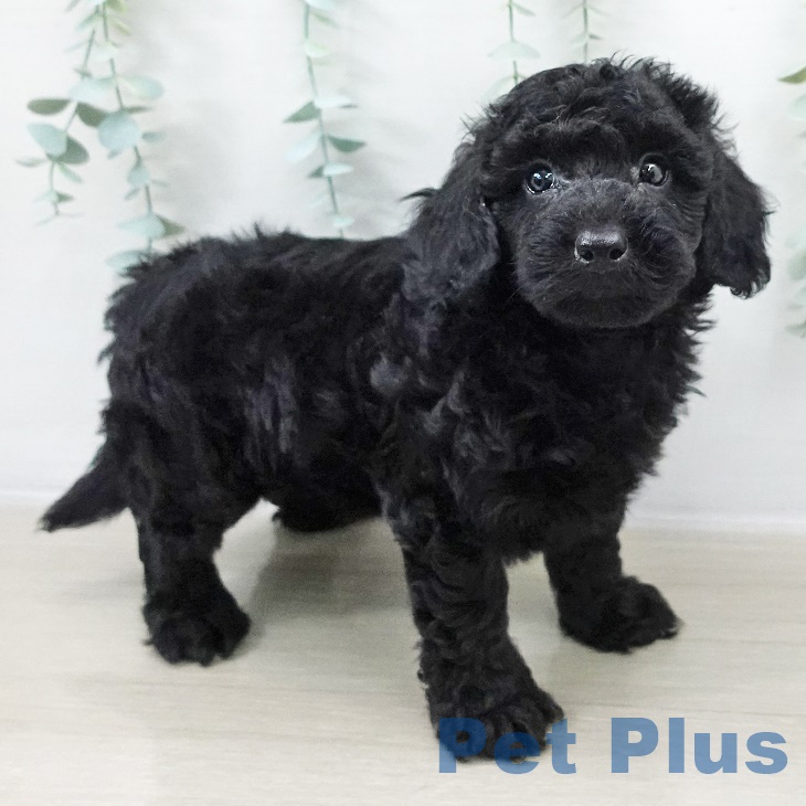 埼玉県のトイプードル(トイ) (ペットプラス 八潮店/2025年9月14日生まれ/男の子/ブラック)の子犬の1枚目の画像