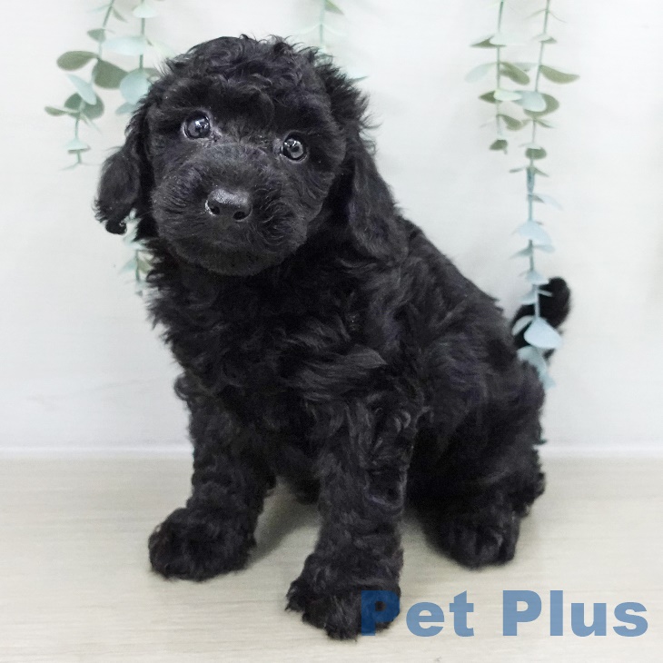 埼玉県のトイプードル(トイ) (ペットプラス 八潮店/2025年9月14日生まれ/男の子/ブラック)の子犬の2枚目の画像