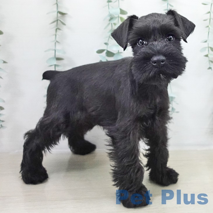 ミニチュア・シュナウザー